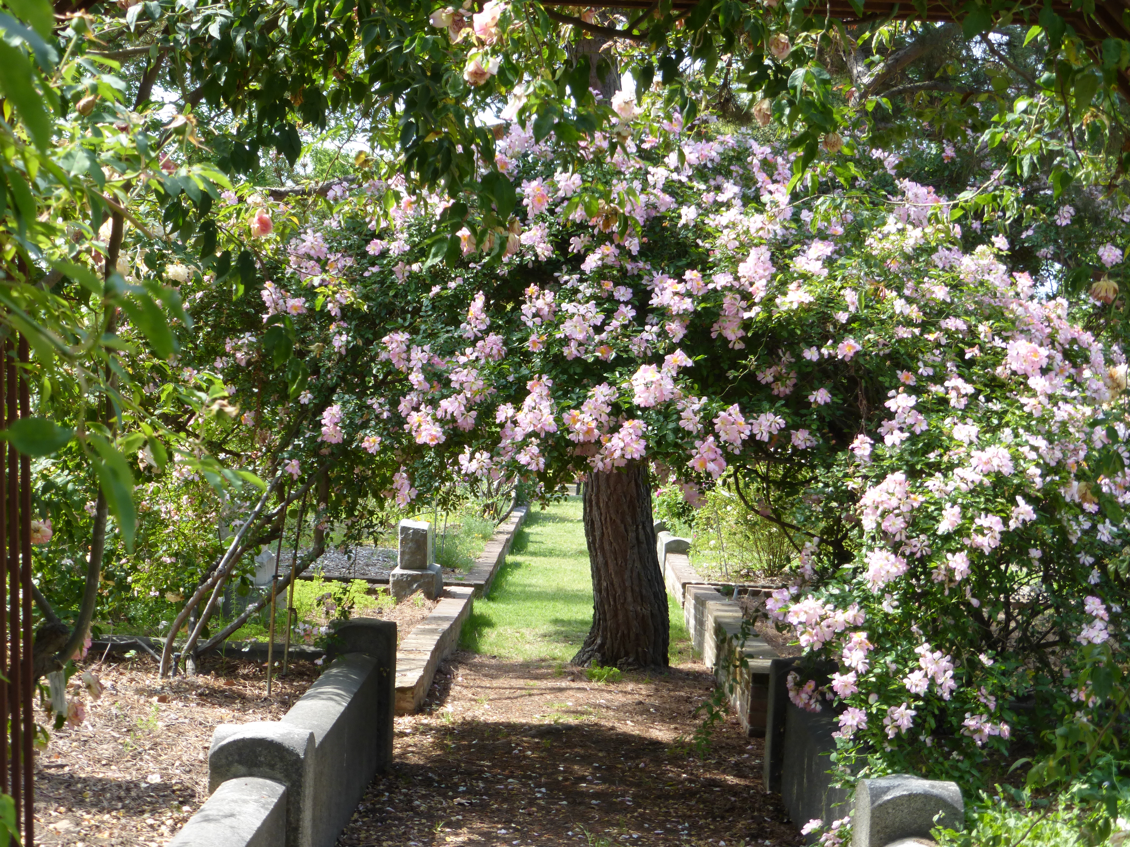Celebrate Spring At Sacramento S Historic Rose Garden Sheretired